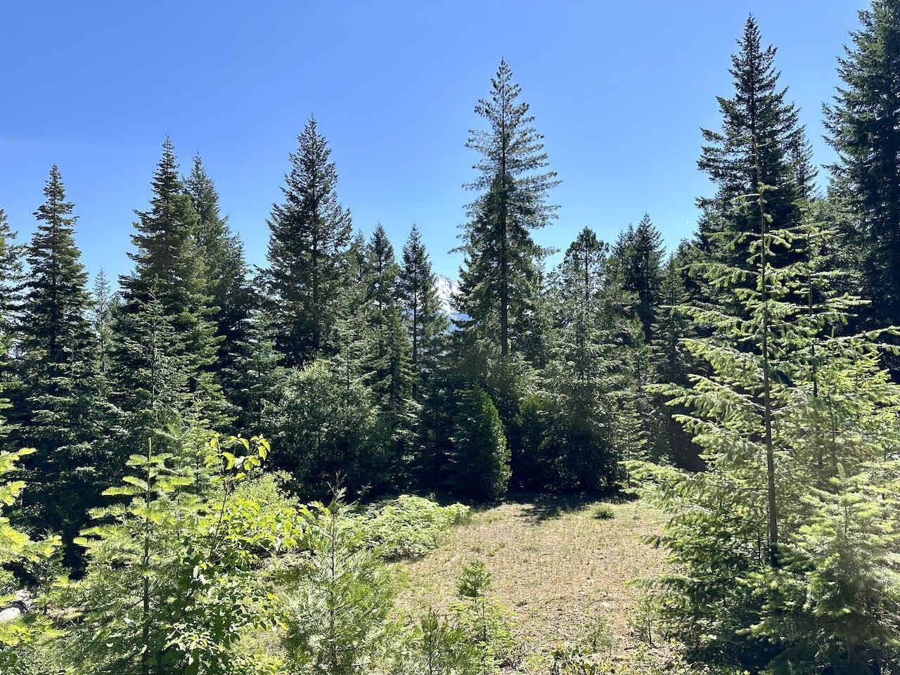 41 Acres Black Bear Loop