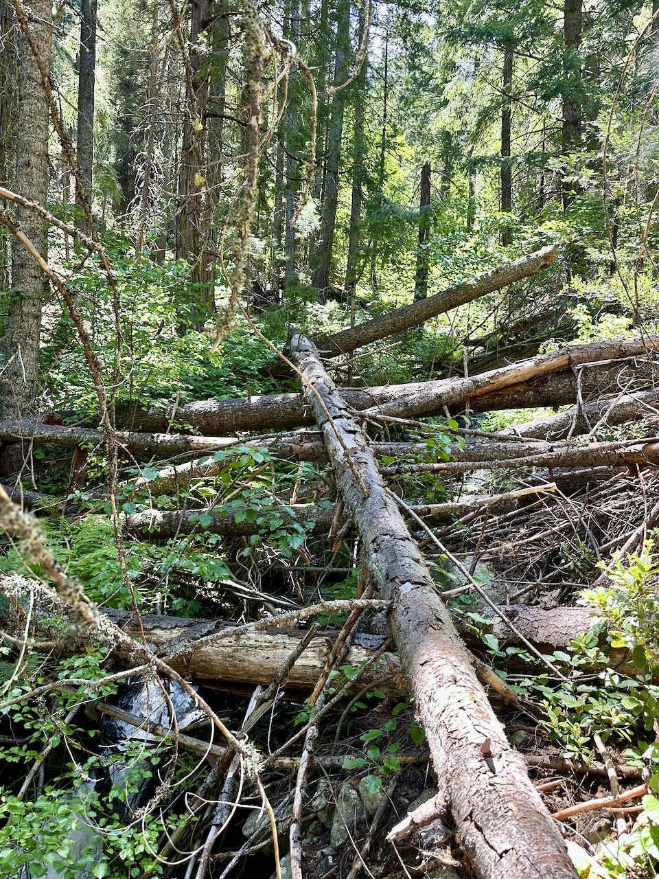 41 Acres Black Bear Loop