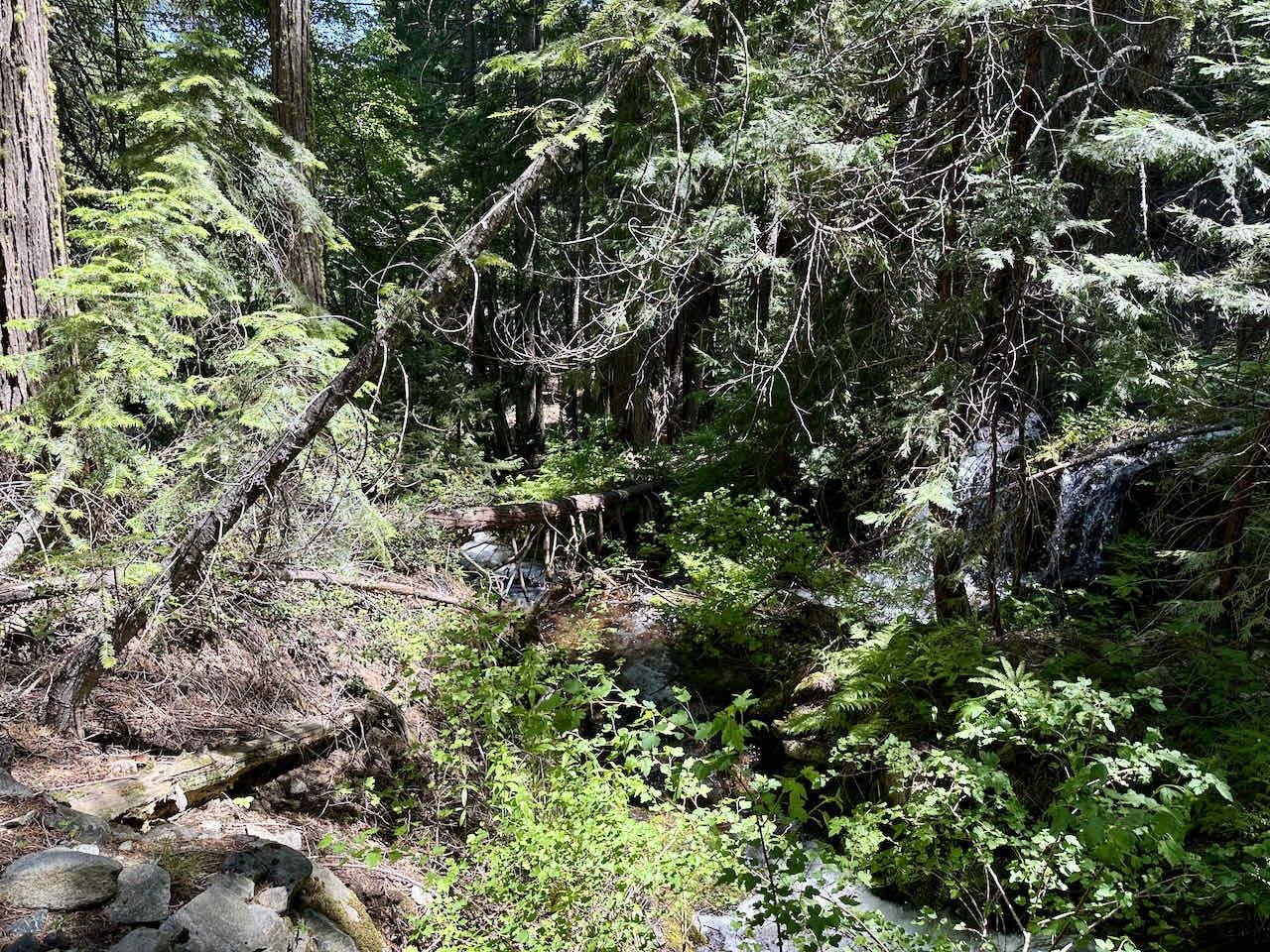 41 Acres Black Bear Loop