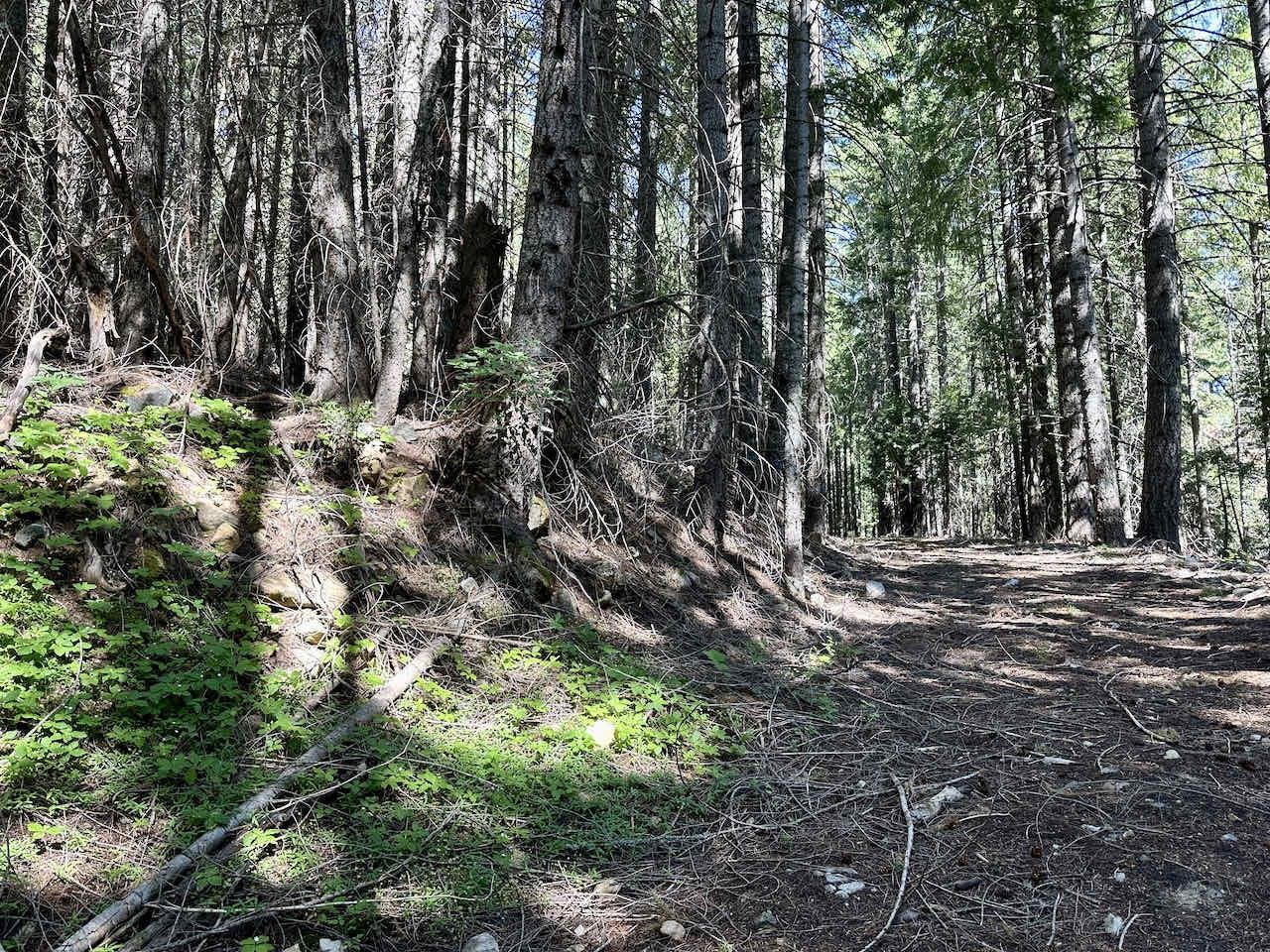 41 Acres Black Bear Loop