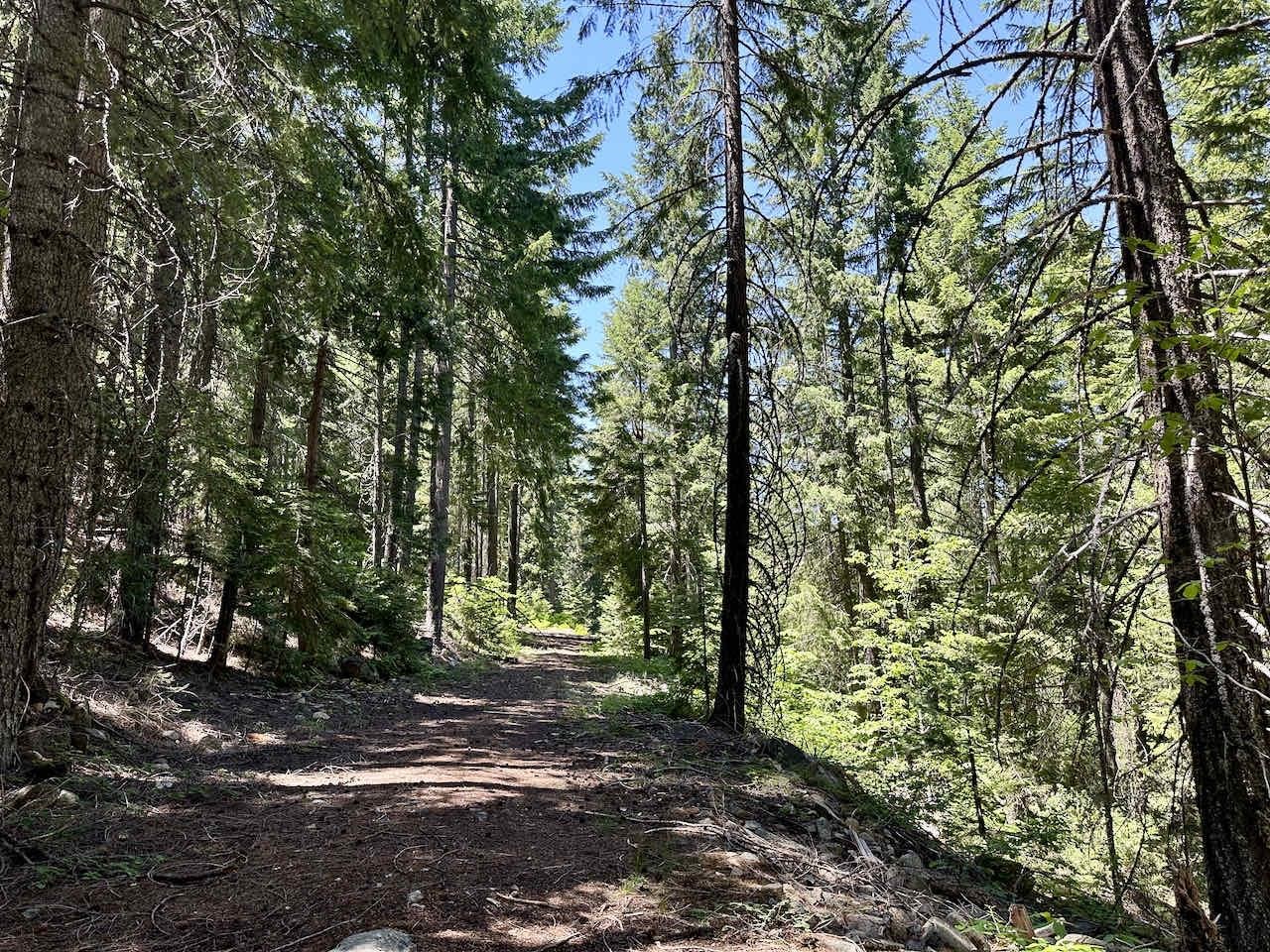 41 Acres Black Bear Loop