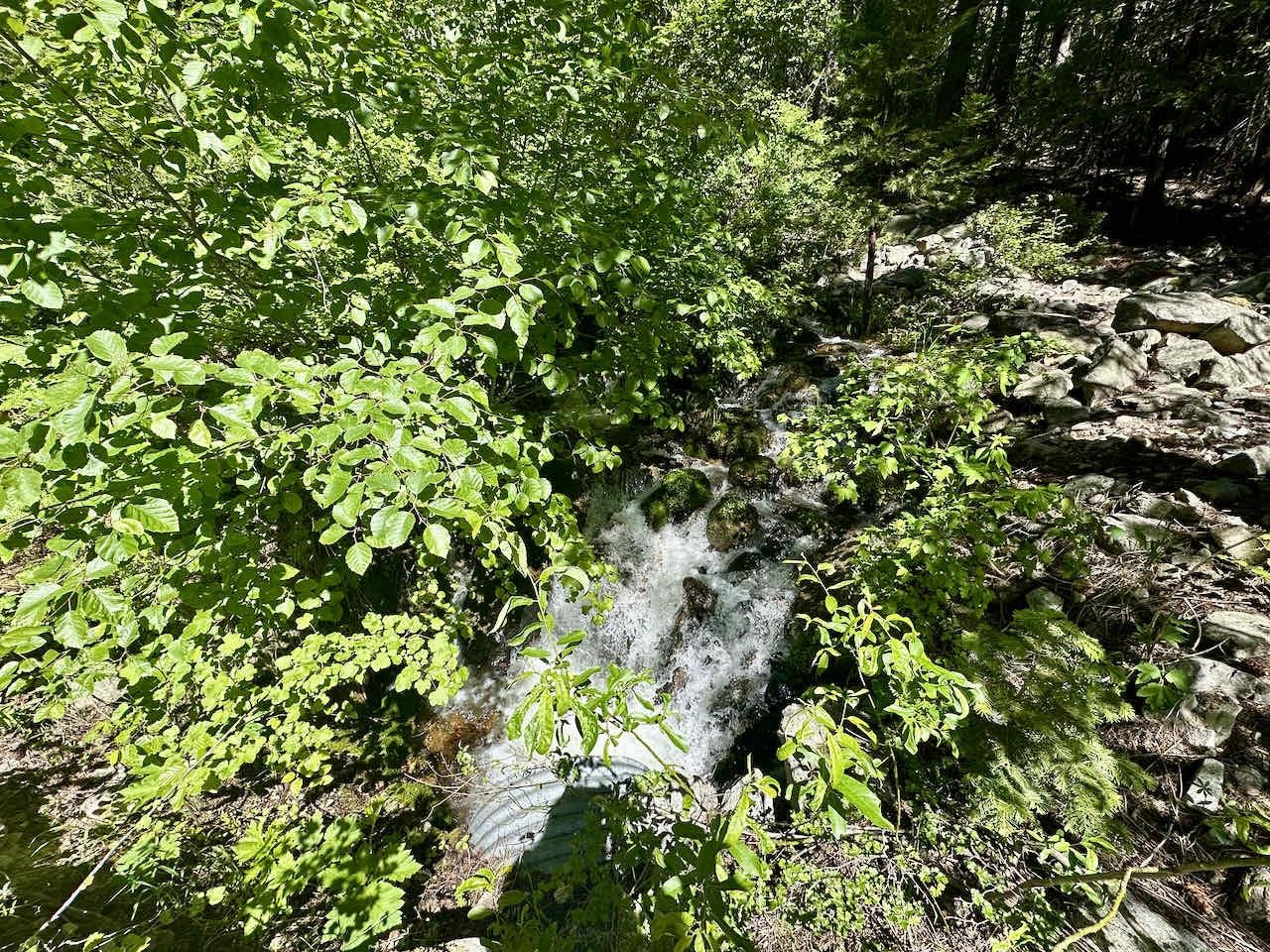 41 Acres Black Bear Loop