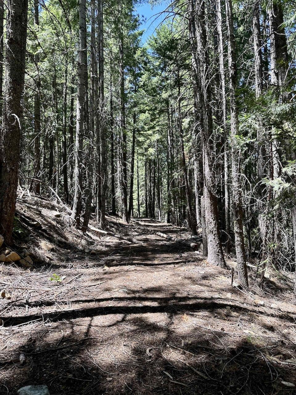 41 Acres Black Bear Loop