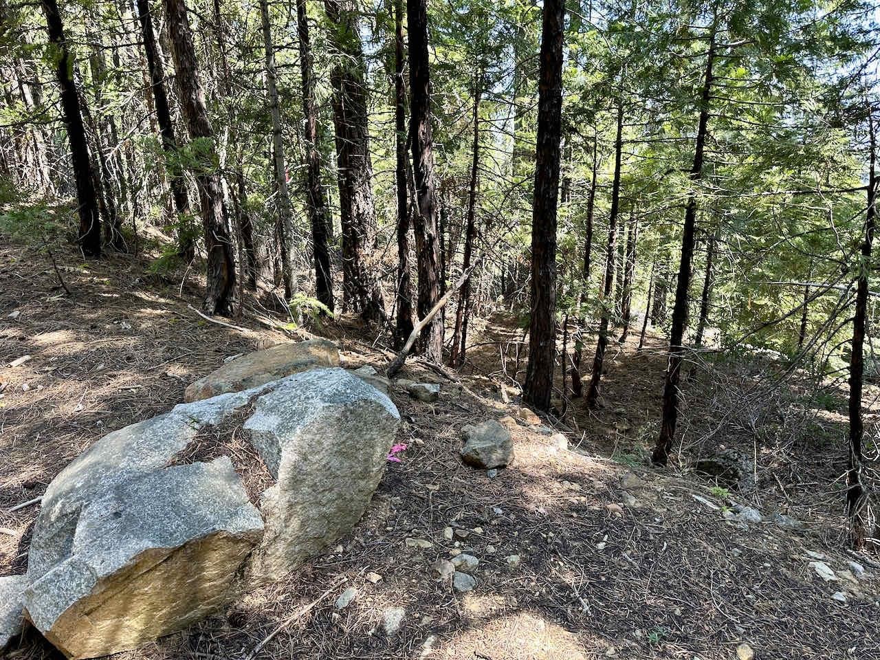 41 Acres Black Bear Loop