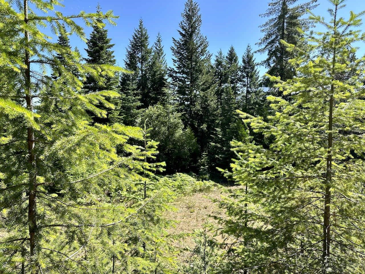 41 Acres Black Bear Loop