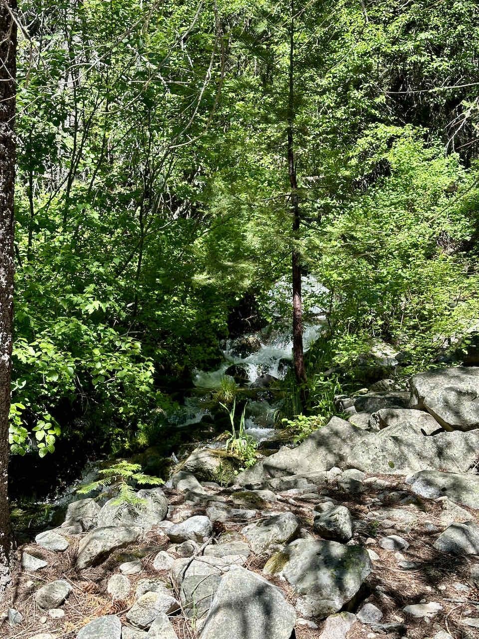 41 Acres Black Bear Loop