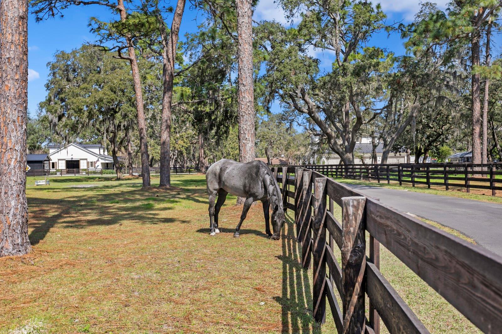 10101 TARPON SPRINGS RD