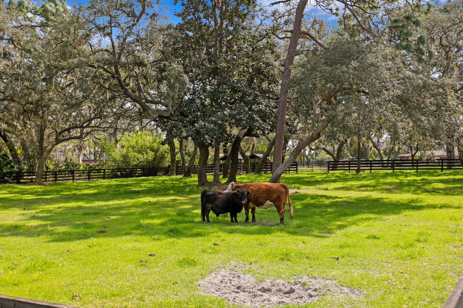 10101 TARPON SPRINGS RD