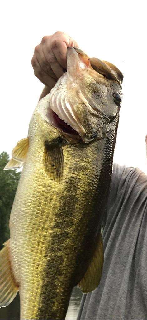 A person holds a large bass by its mouth outdoors.