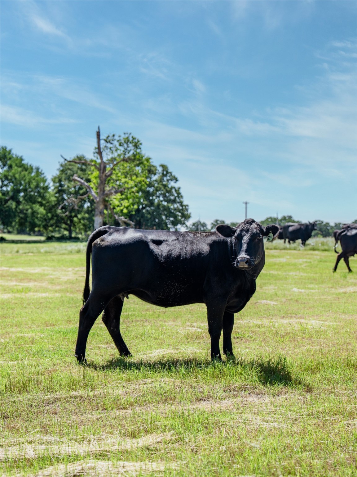 5200 Cross Timbers Road