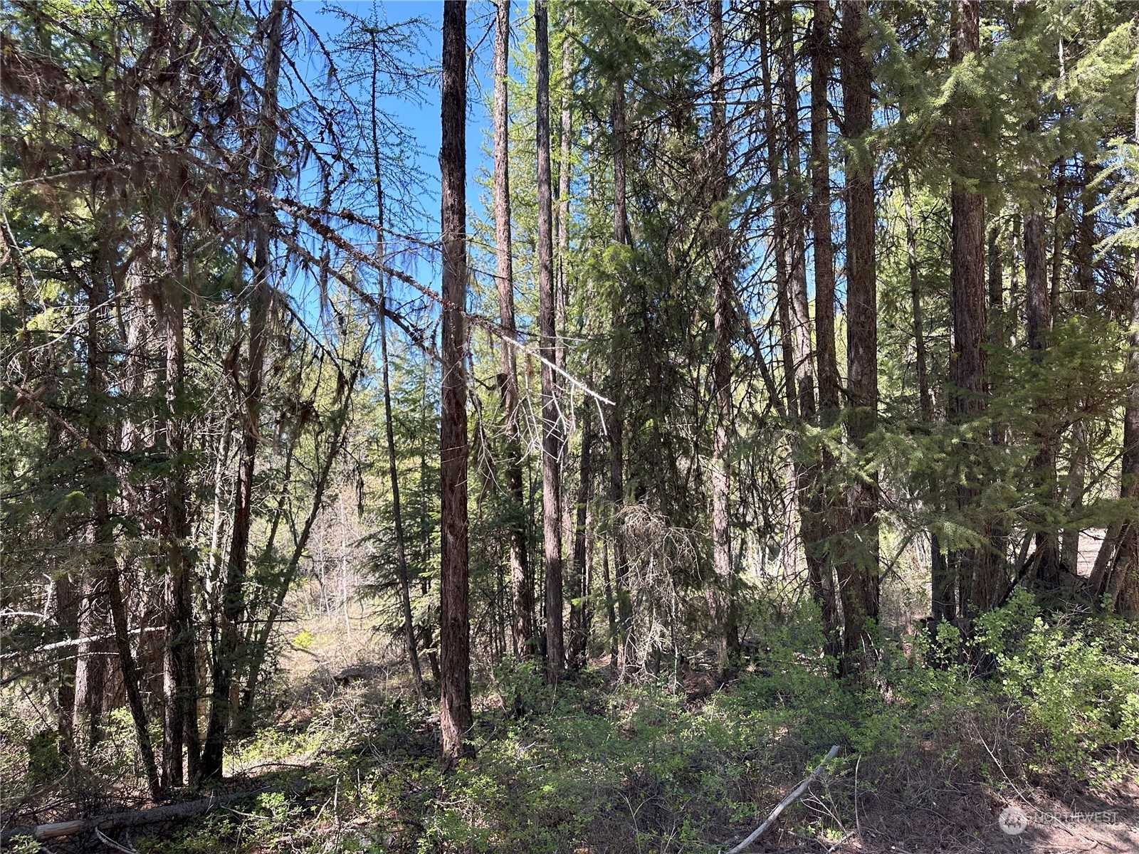 1111 tbd Forest Road