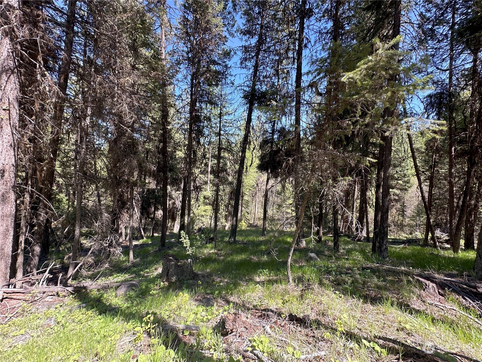 1111 tbd Forest Road