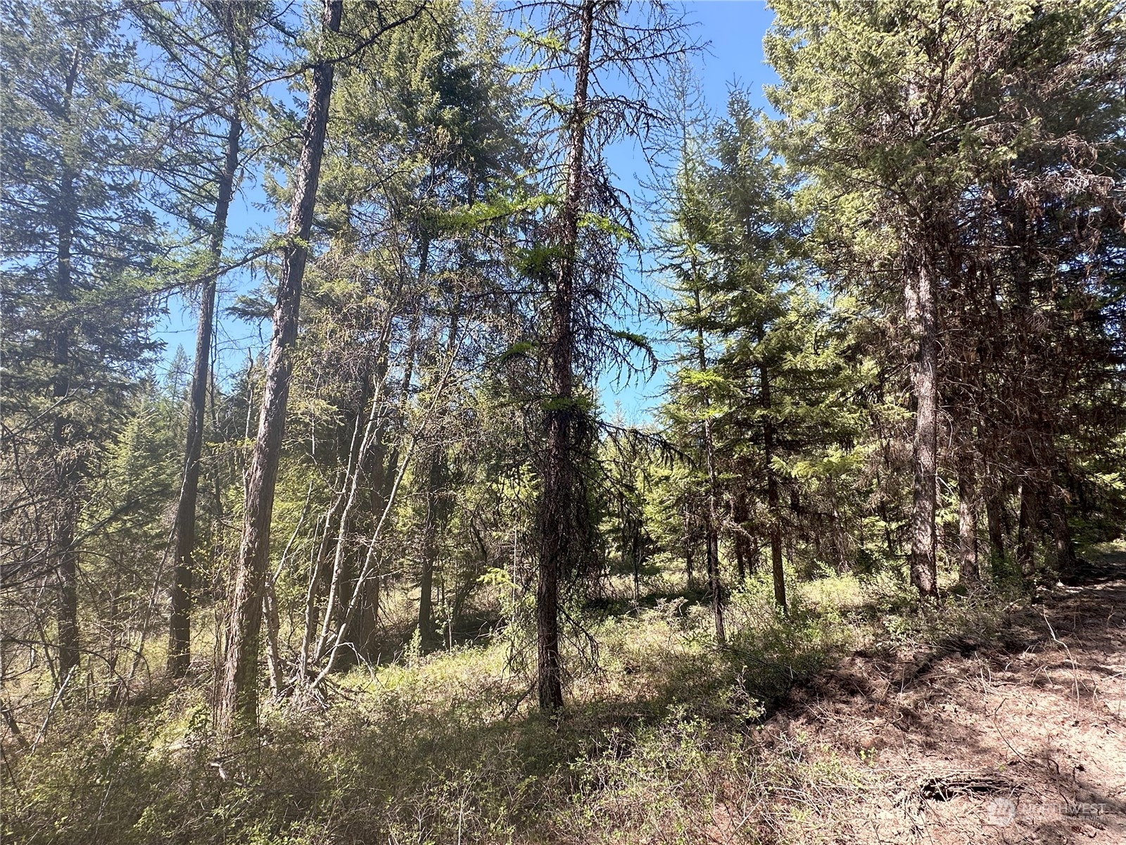 1111 tbd Forest Road