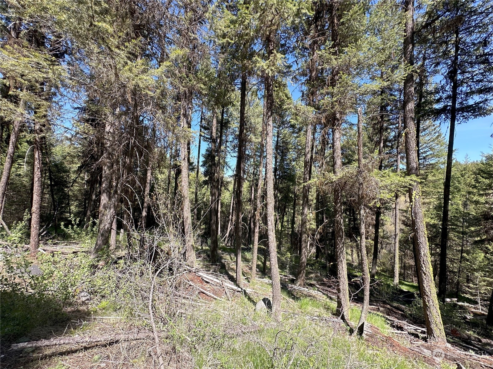 1111 tbd Forest Road