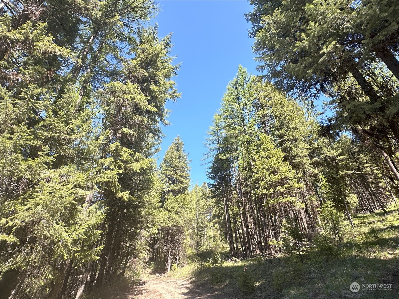 1111 tbd Forest Road
