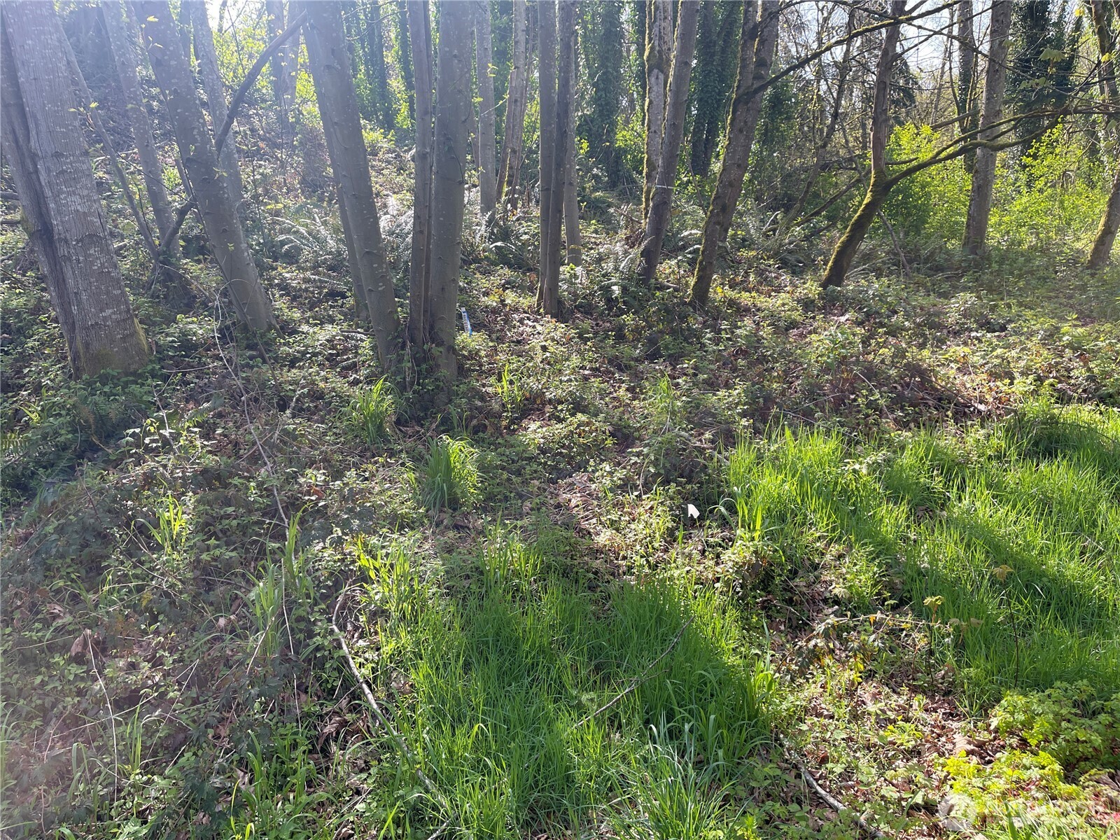 3911 SW Dash Point Rd
