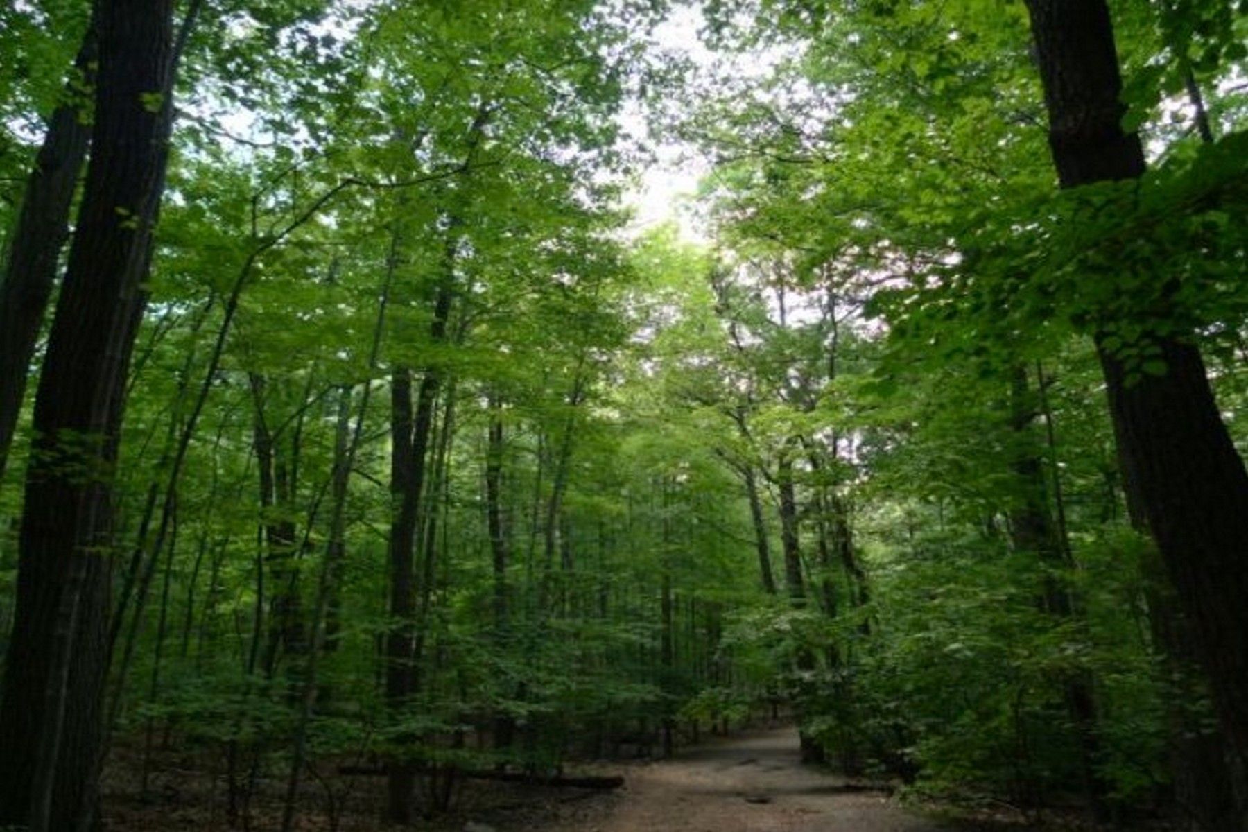 277 Up Mountain 