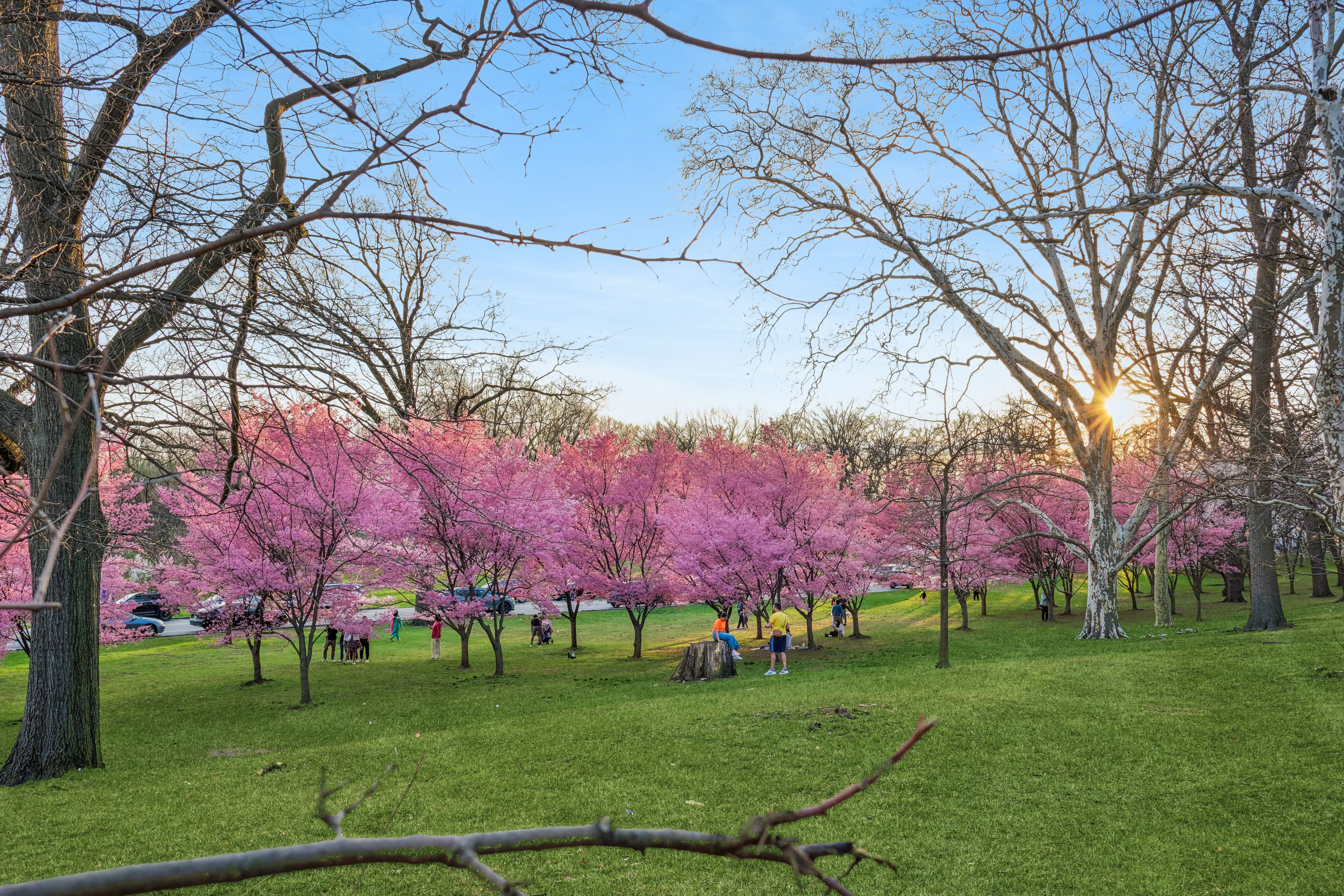 363-377 Mount Prospect Avenue 