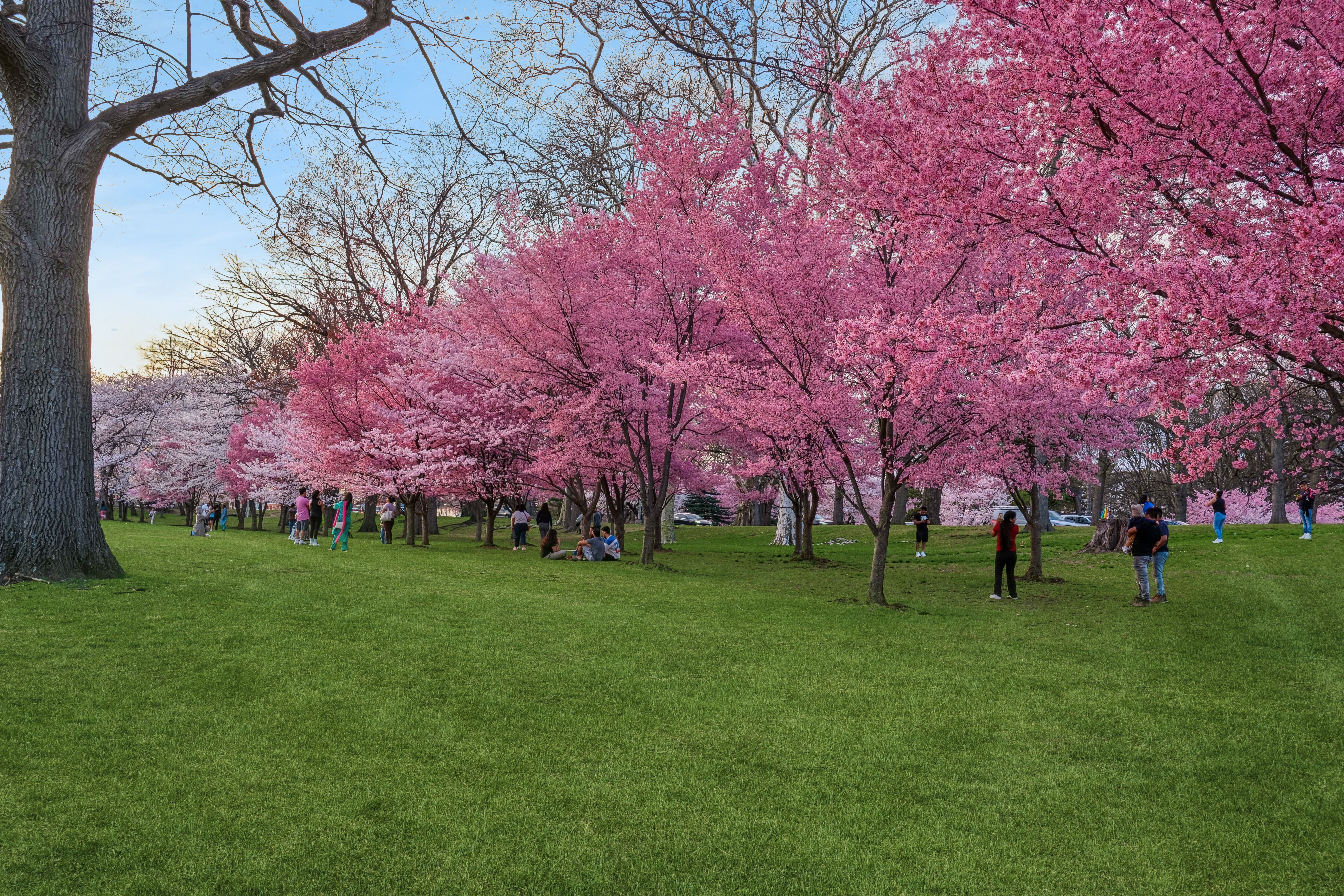 363-377 Mount Prospect Avenue 