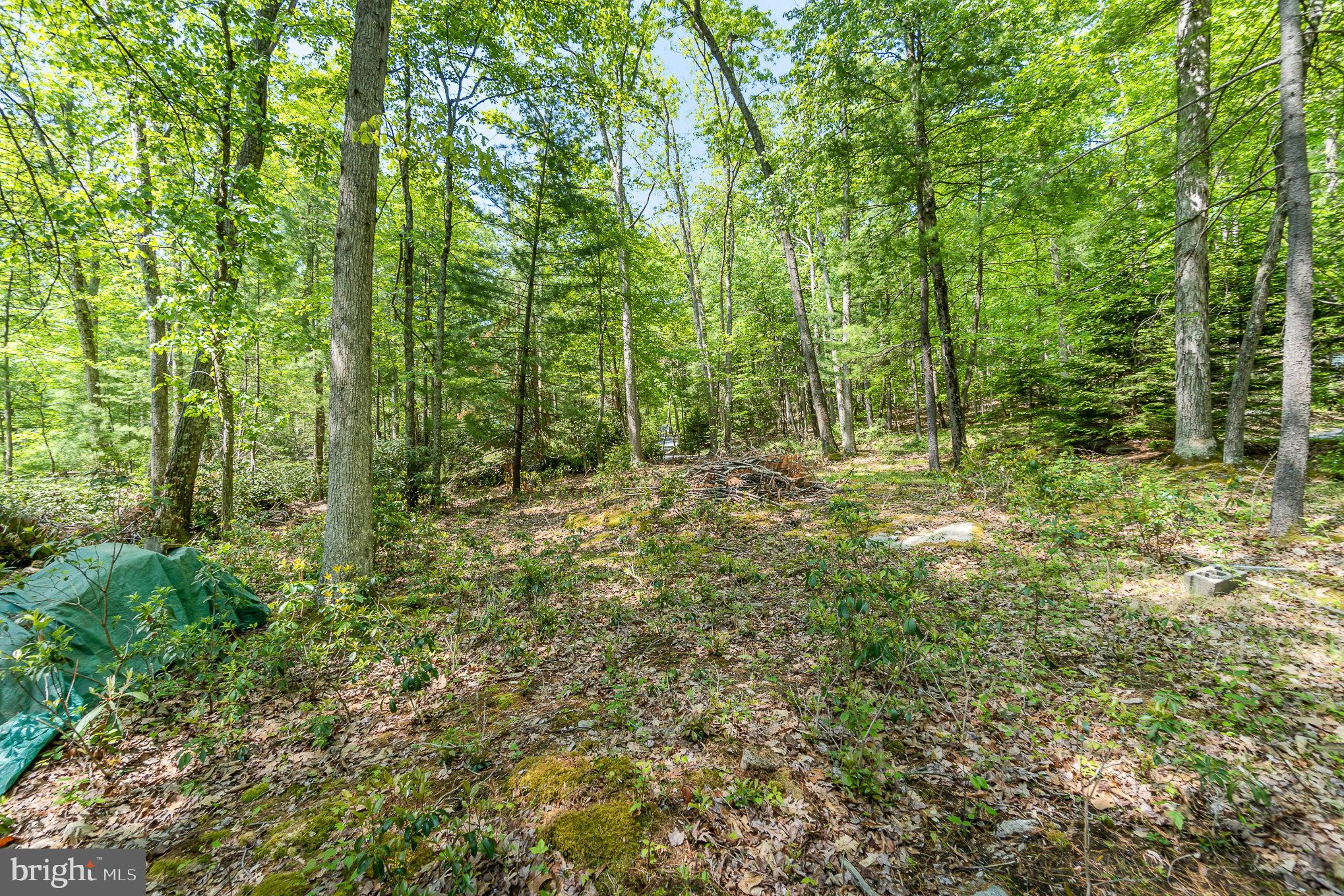 80 Pine Tree Trl