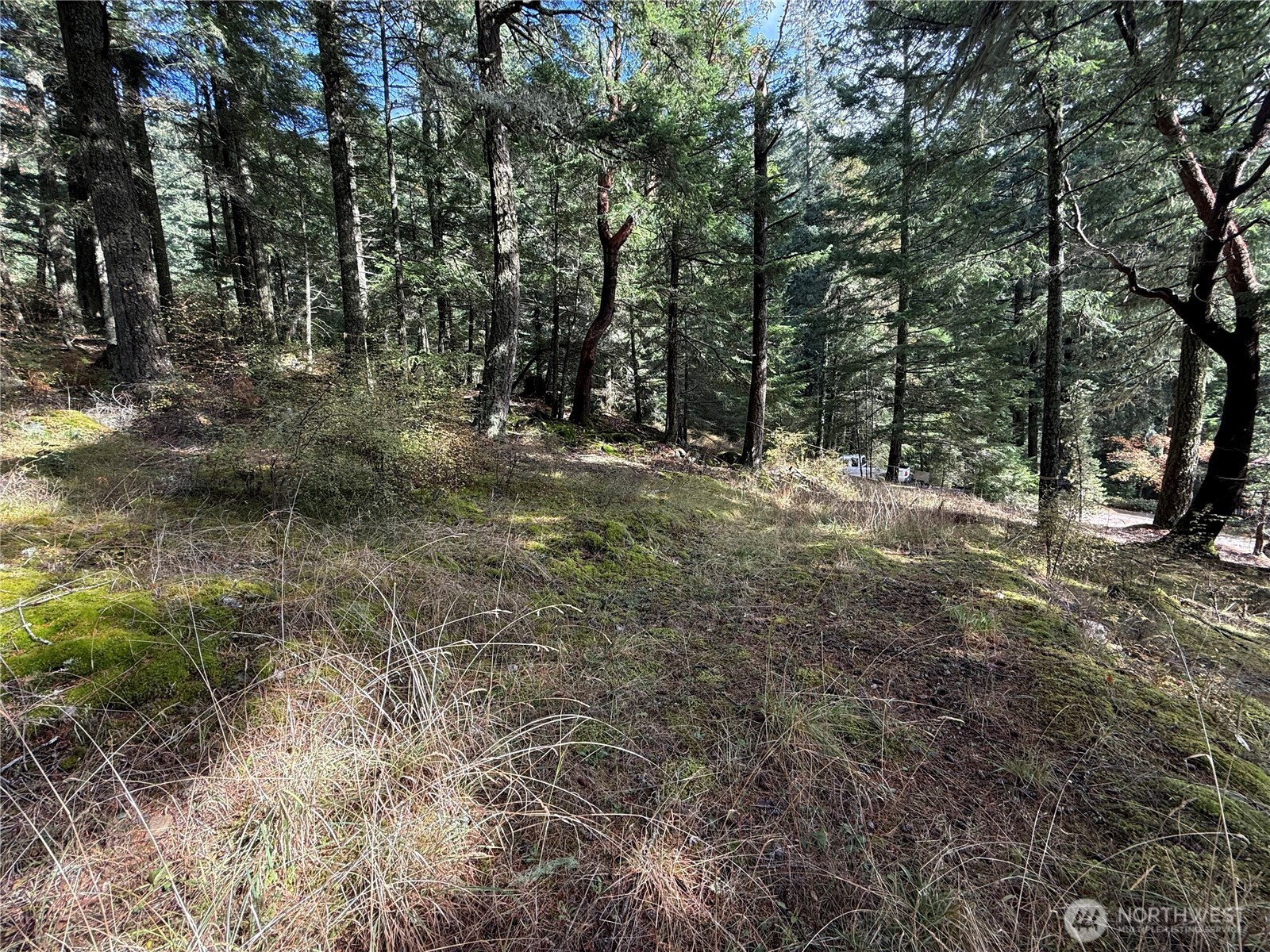 Wooded, sloping lot with mossy ground, dry grasses, and dense evergreen trees.