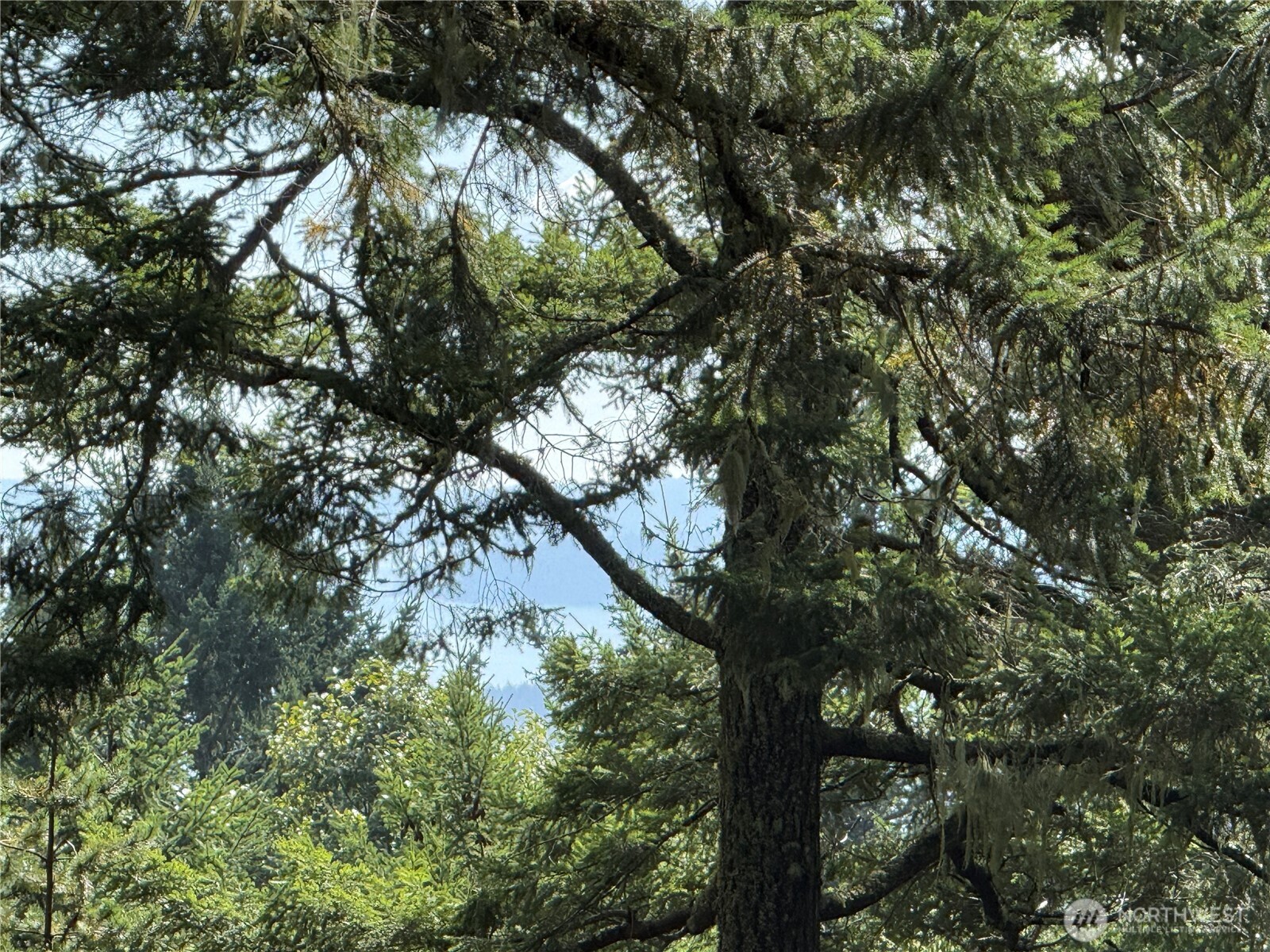 Mature evergreen trees with moss-covered branches on a wooded property.