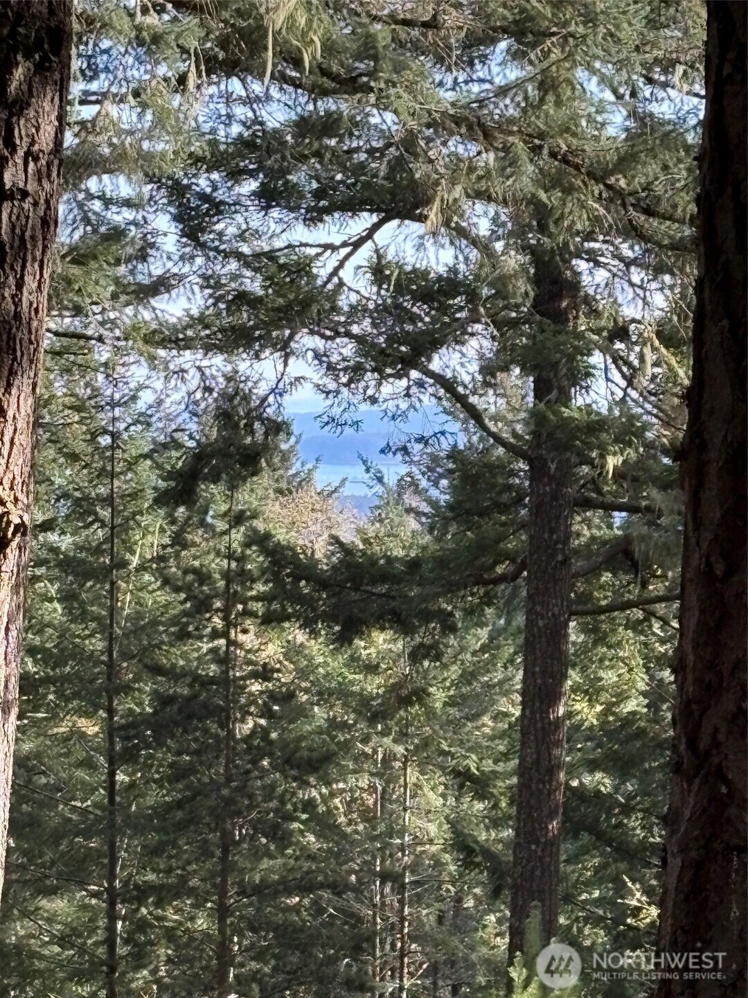 Evergreen trees frame a distant blue view through the forest.