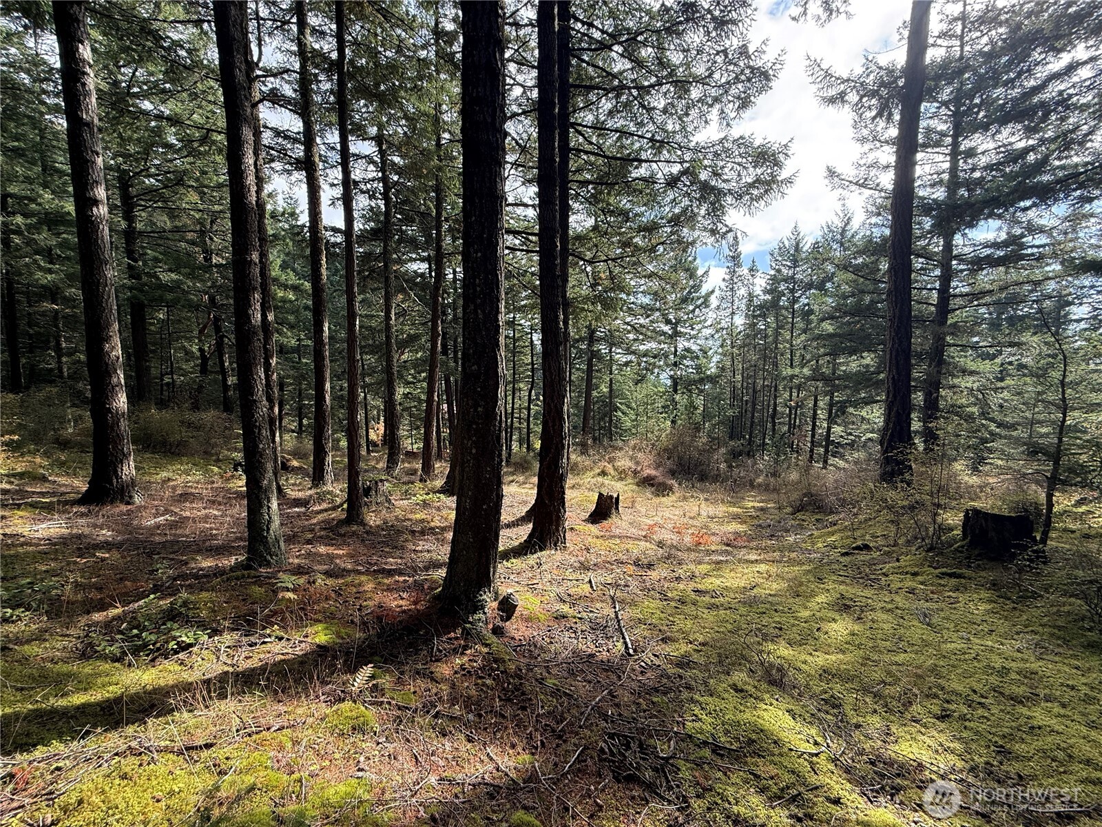 Wooded property with tall evergreens, mossy ground, and a sunlit clearing.