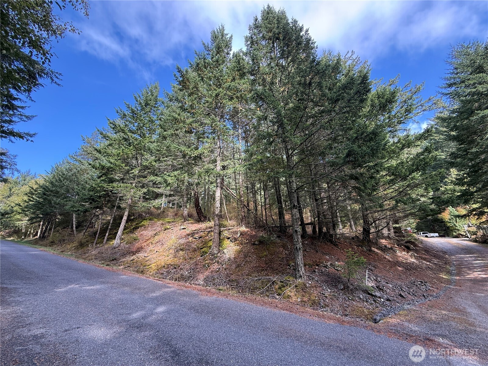 Wooded vacant lot with mature evergreens on a slope beside paved roads.
