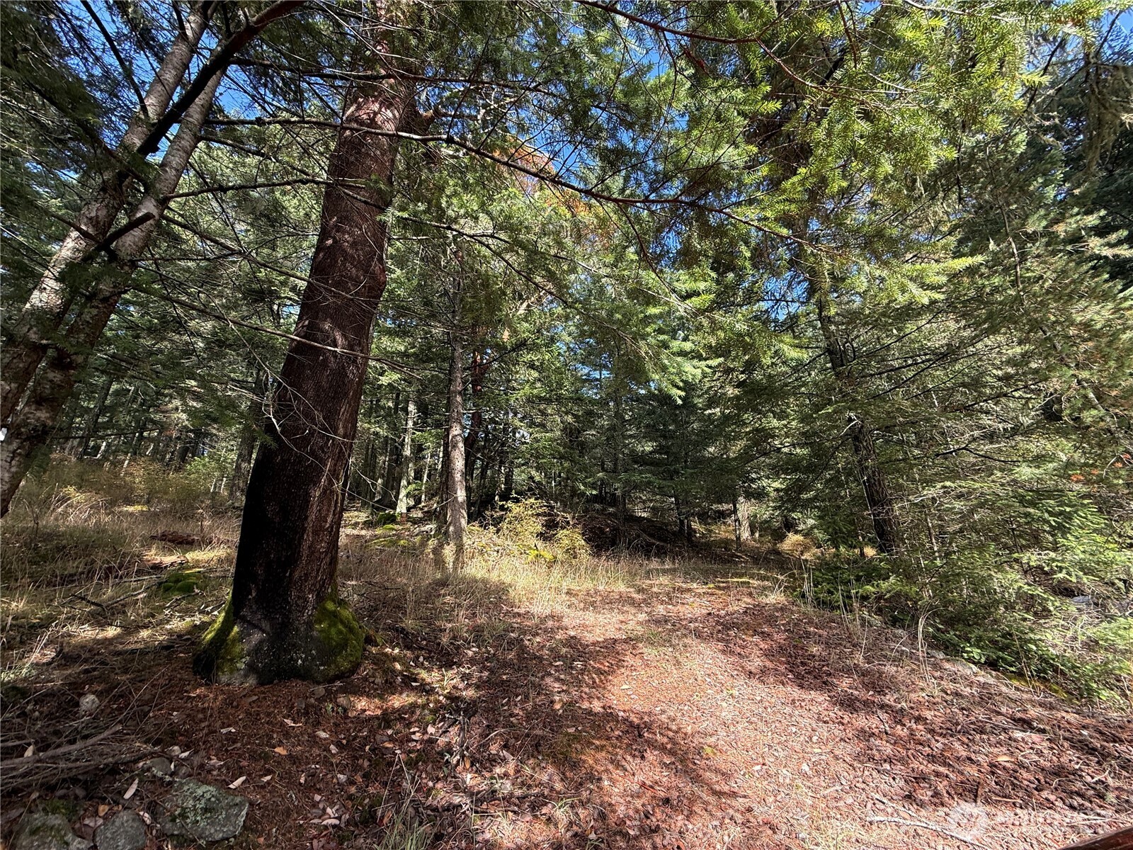 Wooded lot with mature trees and a leaf-covered clearing