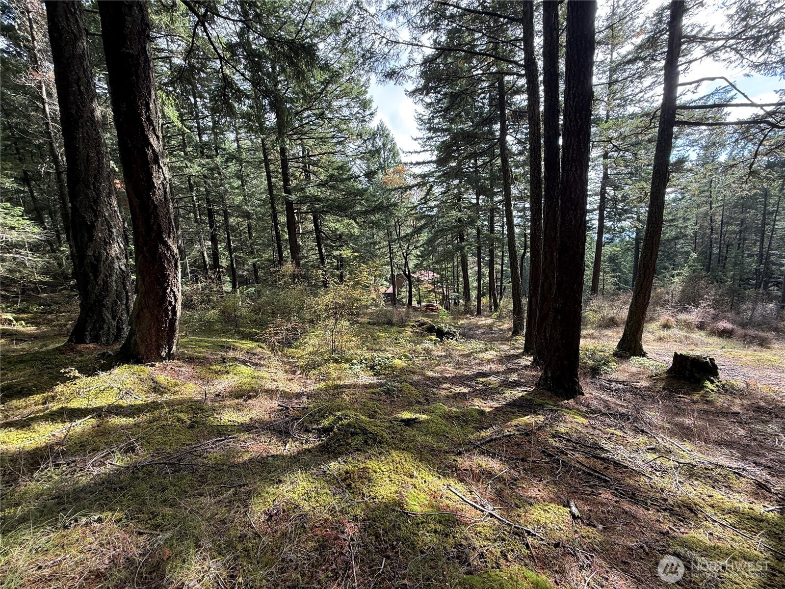 Wooded property lot with mossy ground, tall trees, and a building partly visible in the distance.