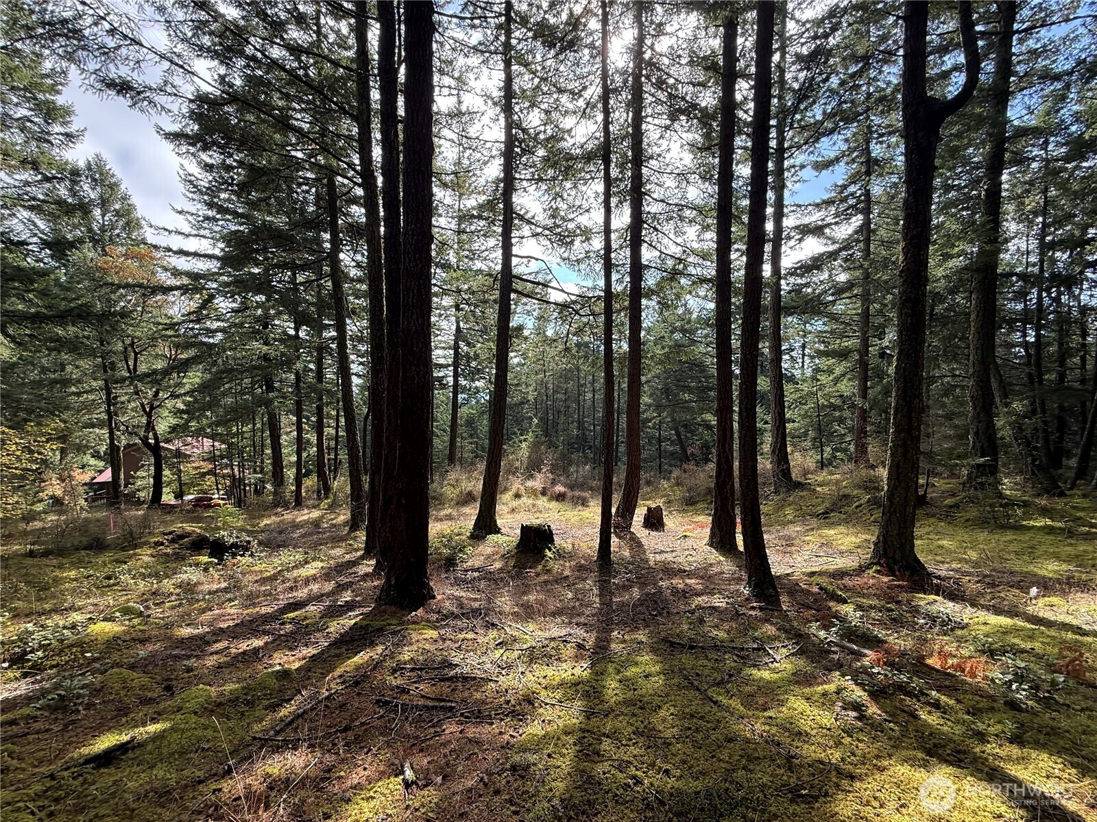 Wooded Orcas Island lot with tall evergreens, mossy ground, and a cabin visible through the trees.