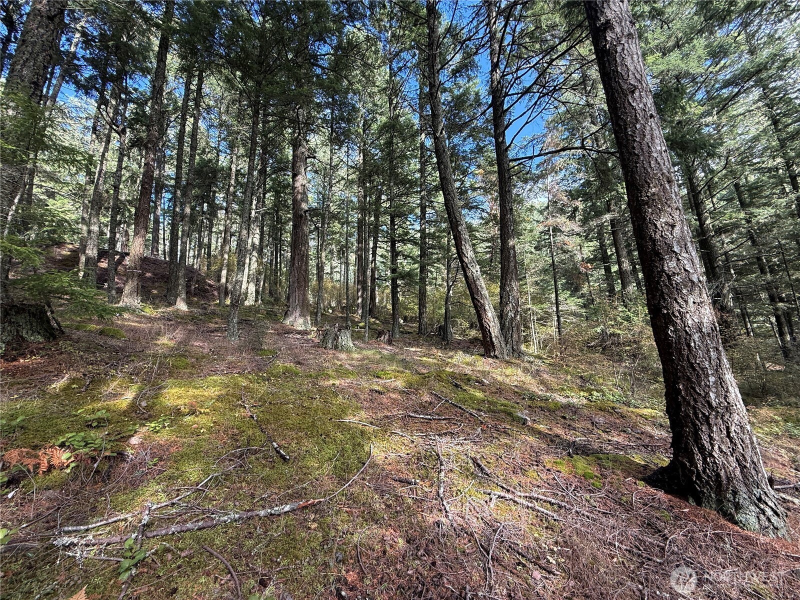 Wooded property with mature evergreens and moss-covered ground.