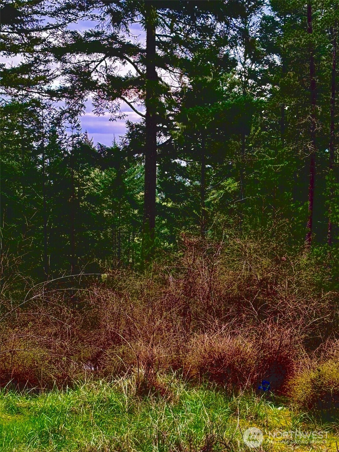 Wooded property with tall evergreens, dense brush, and a grassy foreground.