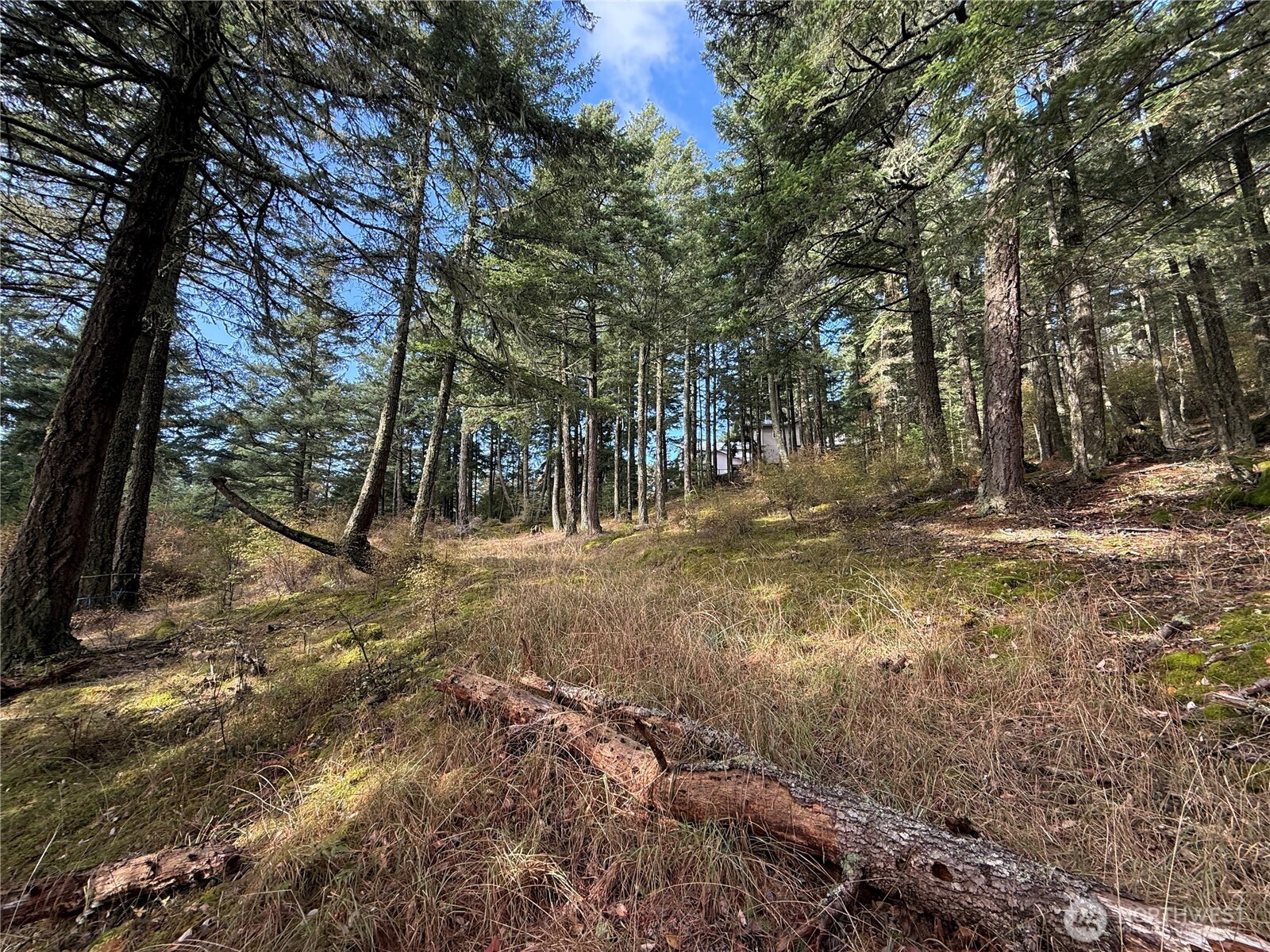 Wooded sloping property with tall evergreens, fallen logs, and a small structure partly visible in the distance.