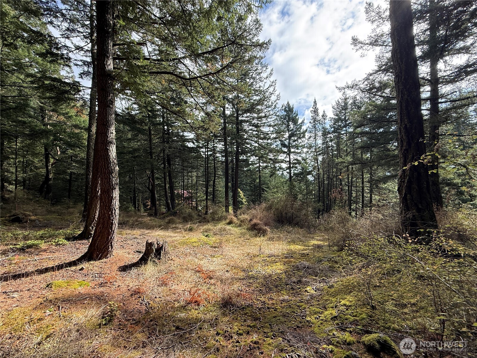 Wooded lot with a sunlit clearing among mature evergreen trees.