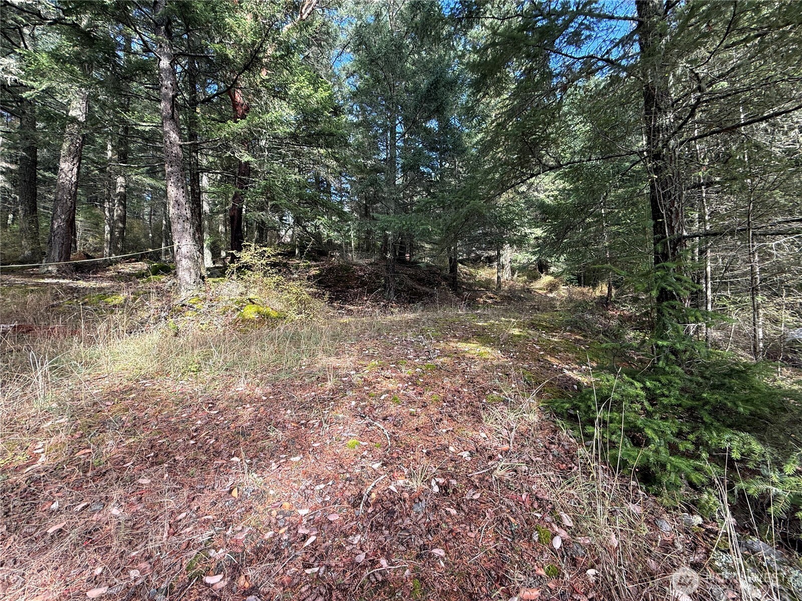 Wooded property with tall evergreens, mossy ground, and a leaf-covered clearing.