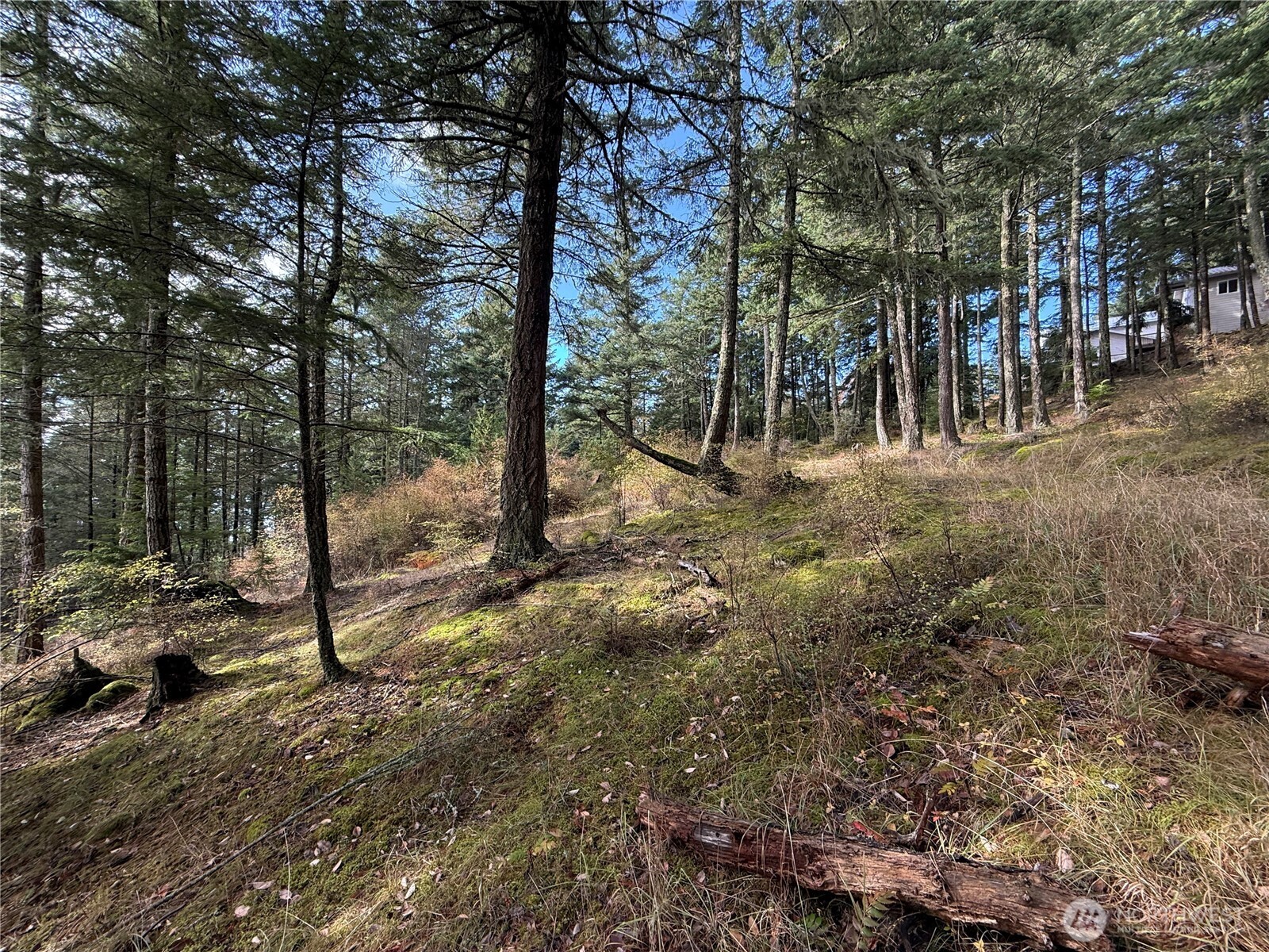 Wooded hillside lot with tall evergreens, mossy ground, fallen logs, and a house partly visible uphill.