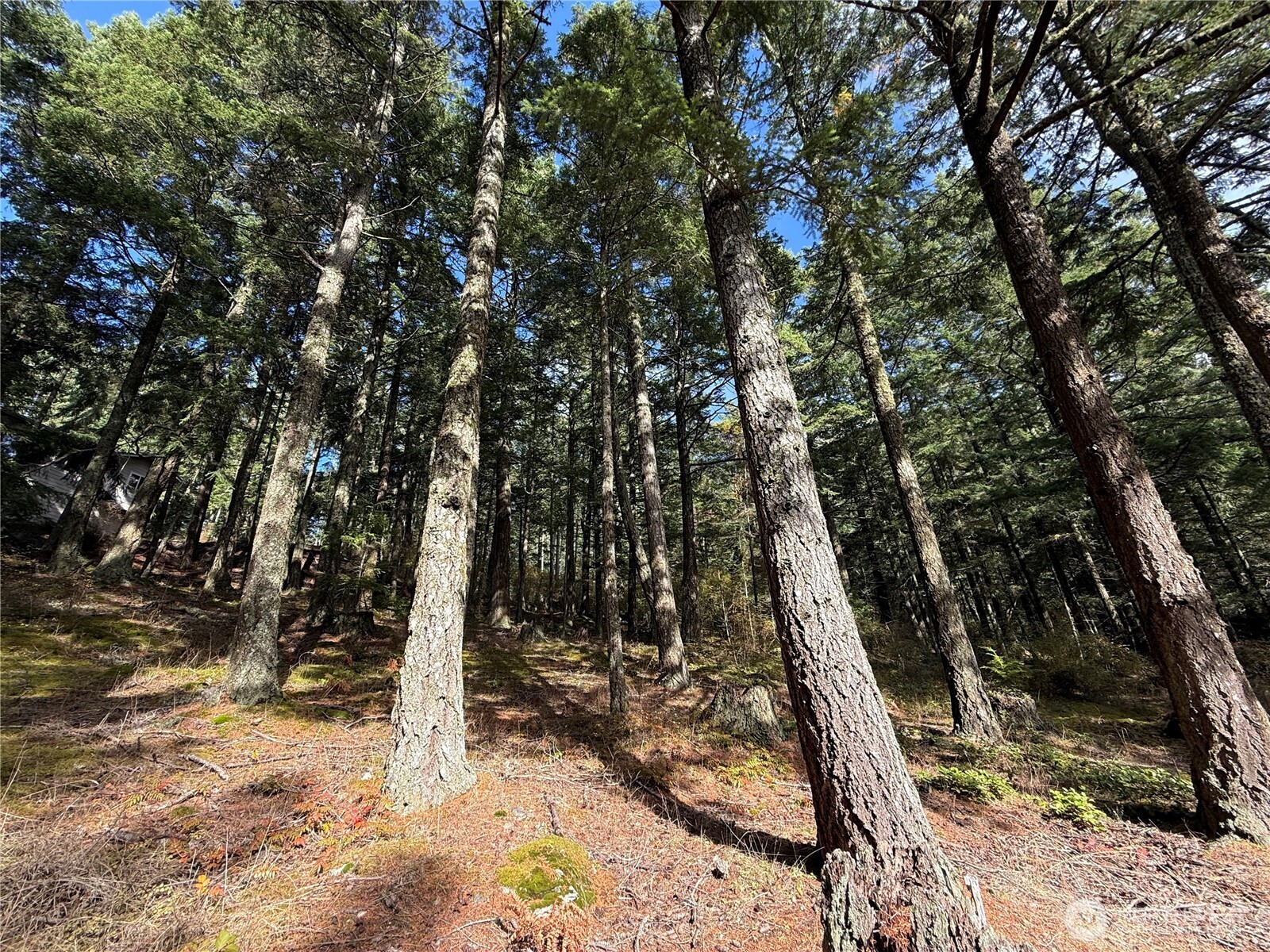 Wooded property lot with tall evergreens and a glimpse of a house among the trees.