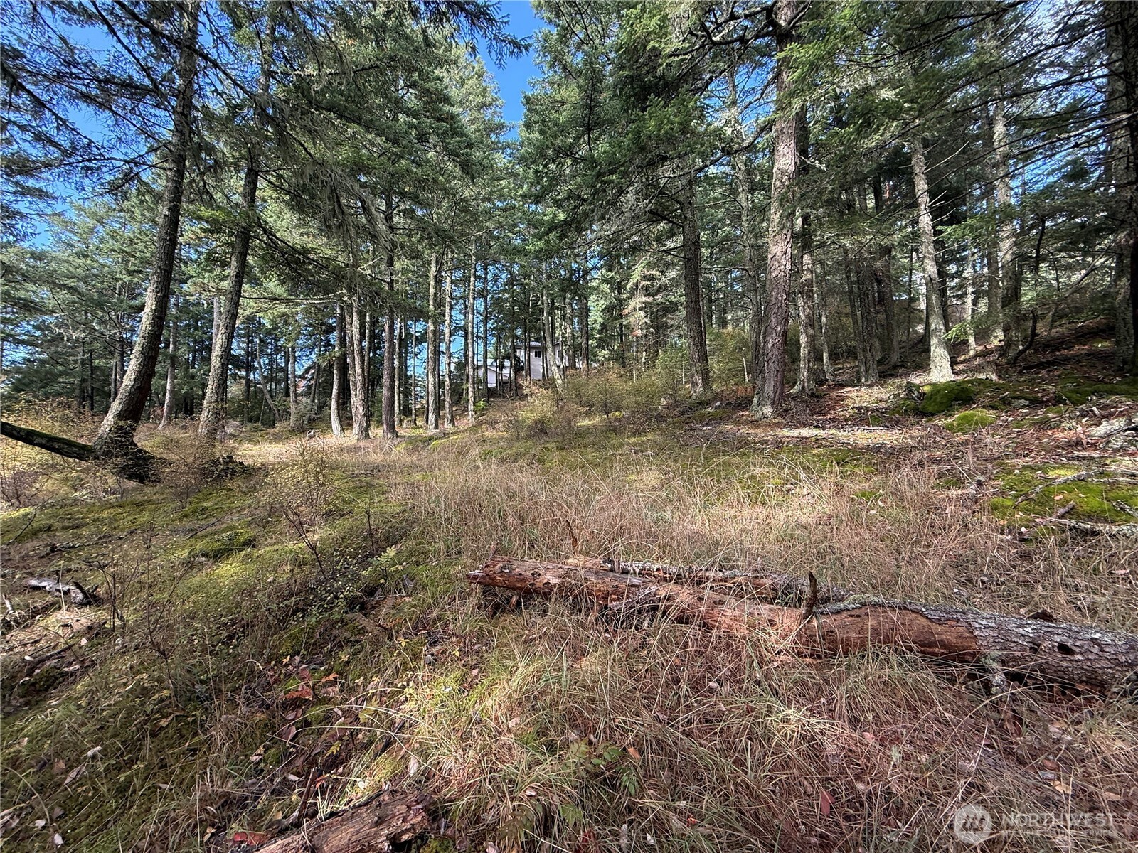 Wooded property with a house tucked among tall trees on a mossy, sloping lot.