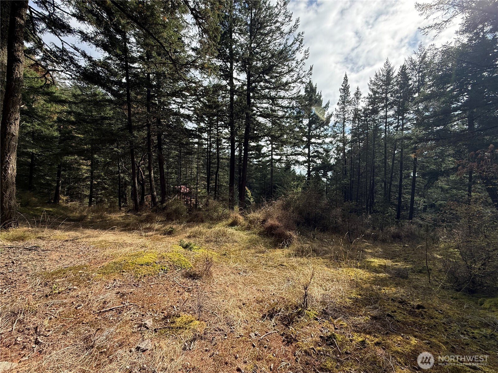Wooded property clearing with mossy ground and tall evergreen trees.