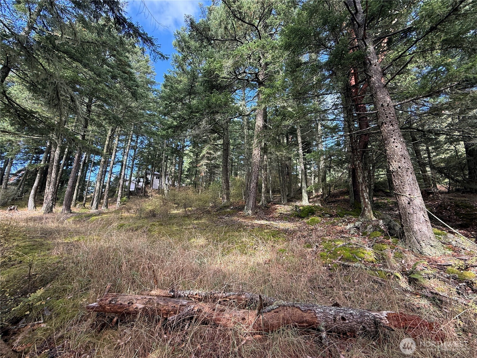 Wooded property lot with a small house partly visible among tall evergreen trees.