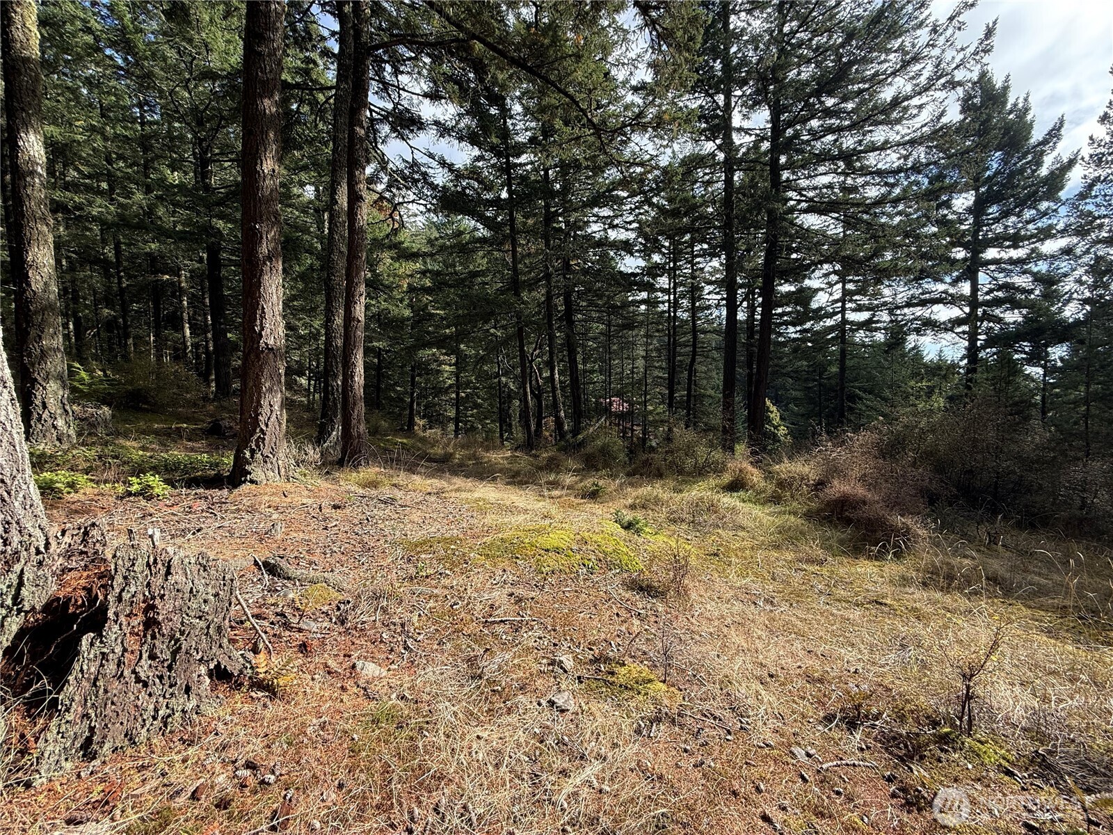 Wooded lot with a grassy clearing among tall evergreen trees.