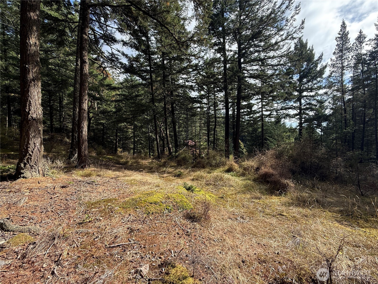 Wooded property with tall evergreens surrounding a grassy clearing.