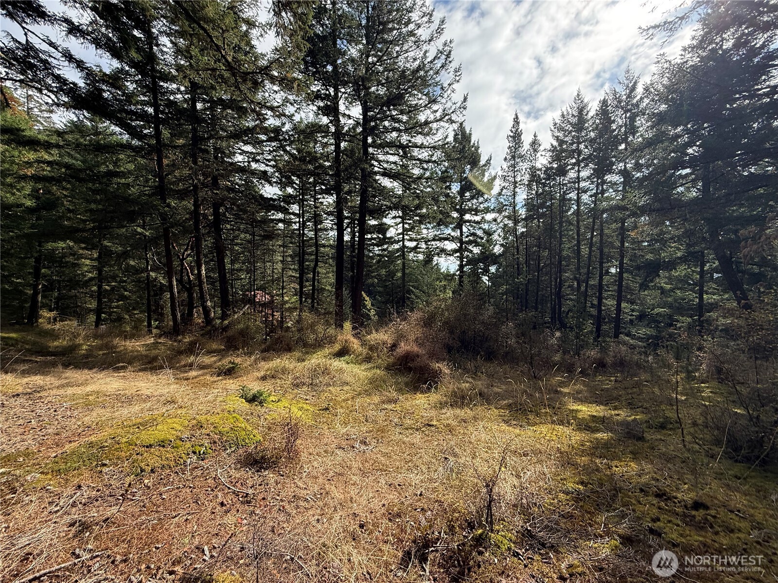 Wooded property clearing with tall evergreens, dry grass, and moss.