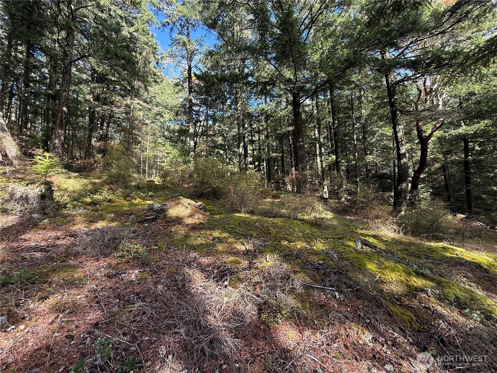 Wooded lot with mossy ground, dense evergreens, and a red survey marker.