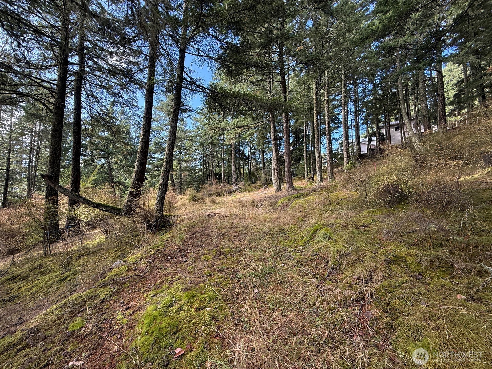 Wooded hillside lot with moss-covered ground and a house partly visible among tall trees.