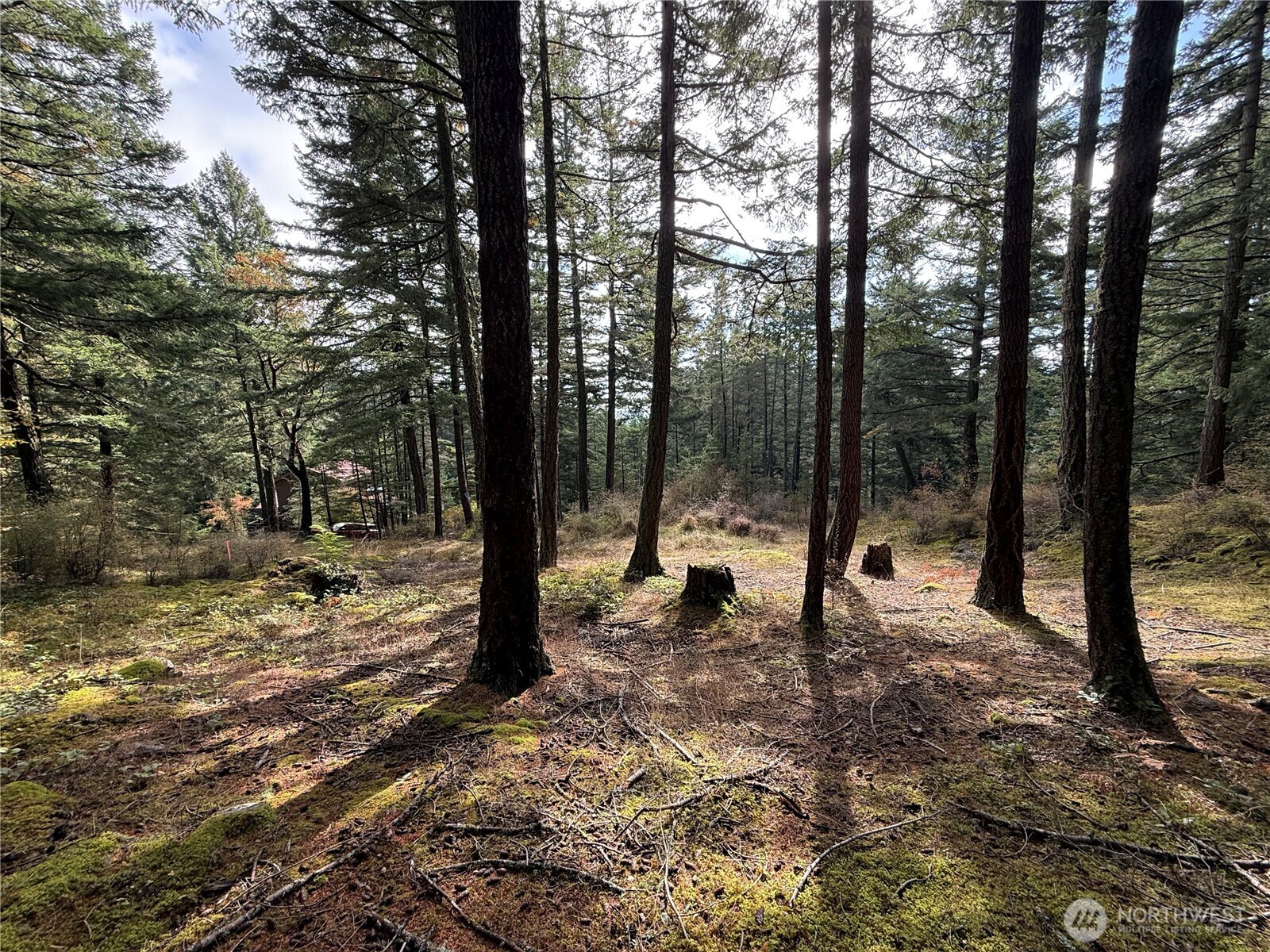 Wooded property with tall evergreens, mossy ground, and a slope.