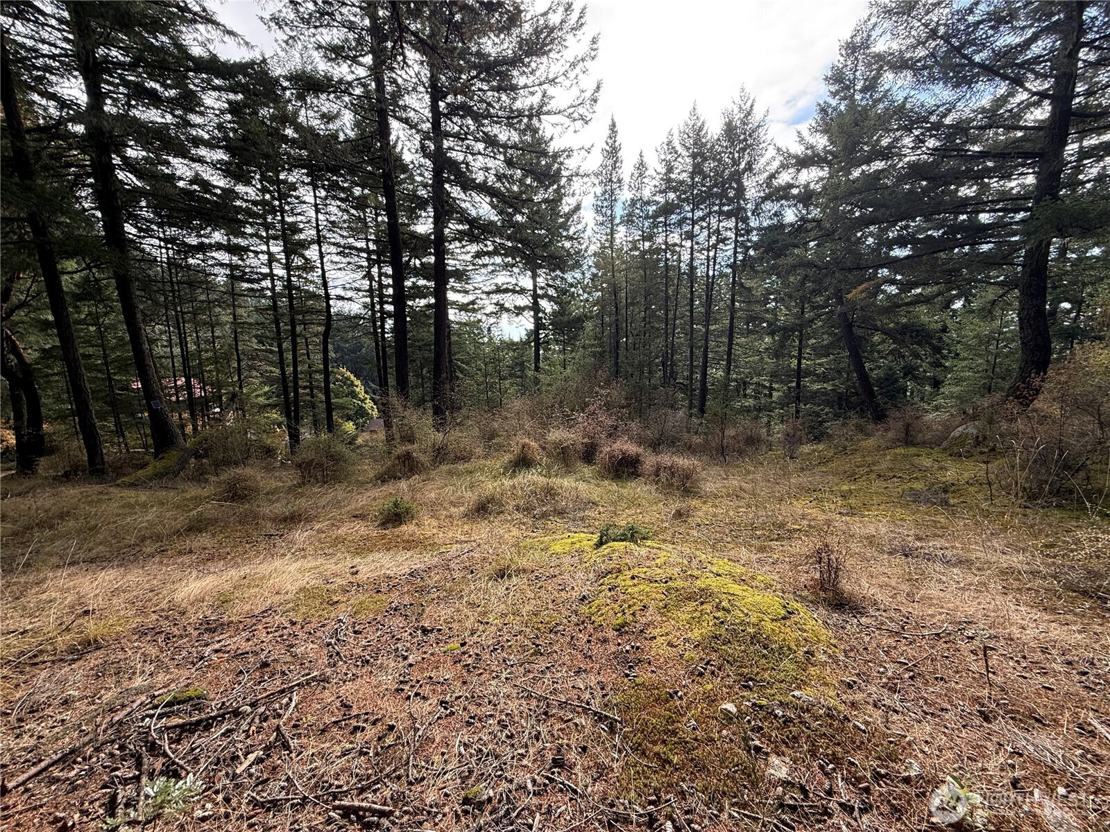 Wooded lot with mossy ground, dry grasses, and tall evergreen trees.