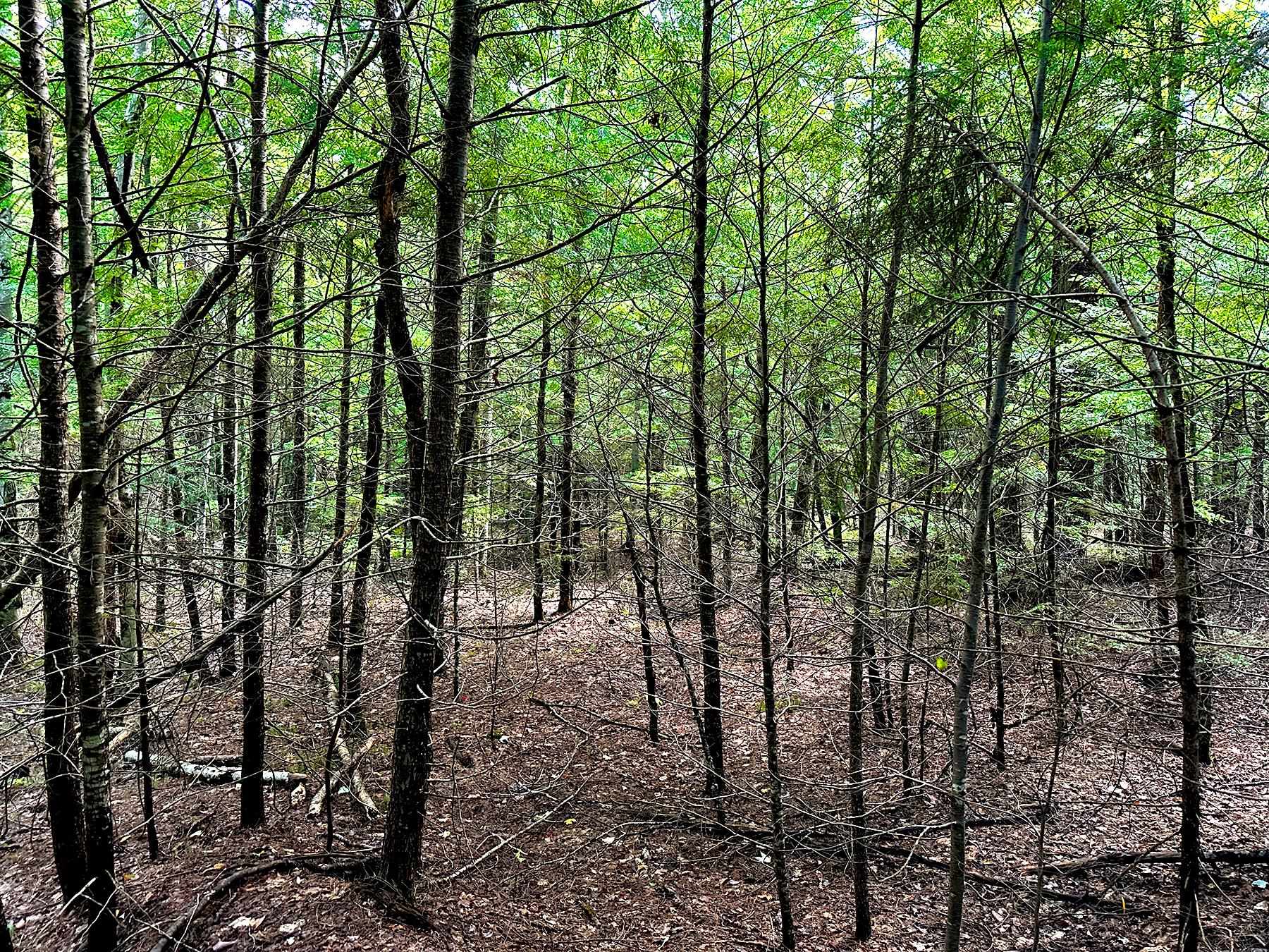 33 Whitney Pond Road